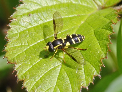 Xanthogramma pedissequum, male, hoverfly, Alan Prowse